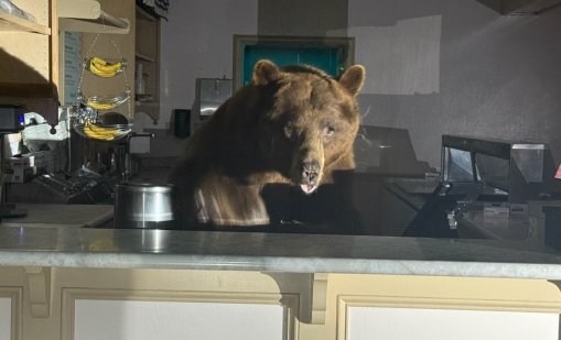 Мечка влезе в заведение в Калифорния, за да си похапне ягодов сладолед СНИМКИ