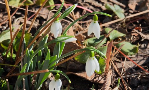 Времето полудя: Кокичетата в Казанлък цъфнаха 