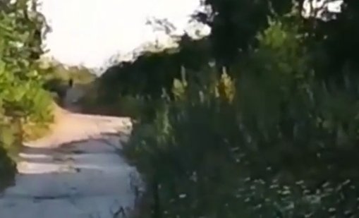 Поставят фотокапани за леопарда до жилищни райони