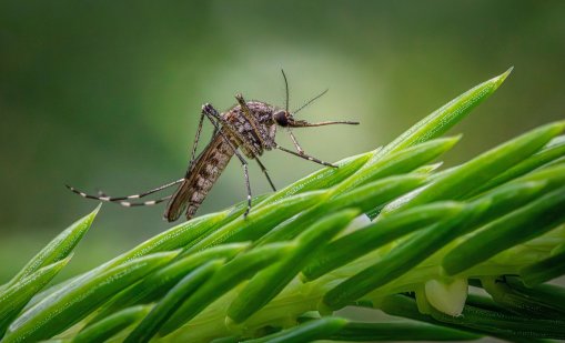 Учени откриха "слабото място" на маларийния паразит