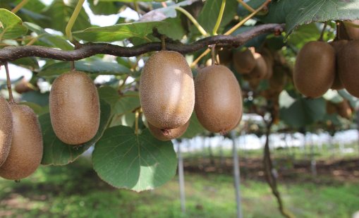 Кивито прави чудеса за храносмилателната система