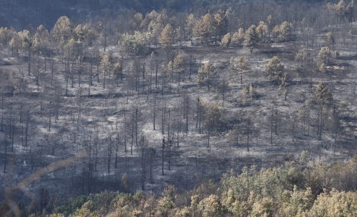 След горския пожар: Засаждат 3000 фиданки в Пирин