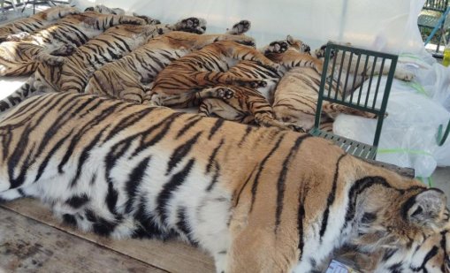 Разследват смъртта на 72 тигъра в увеселителен парк в Тайланд