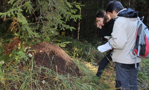 Държавата въвежда нови правила за действие срещу мечки в населени места