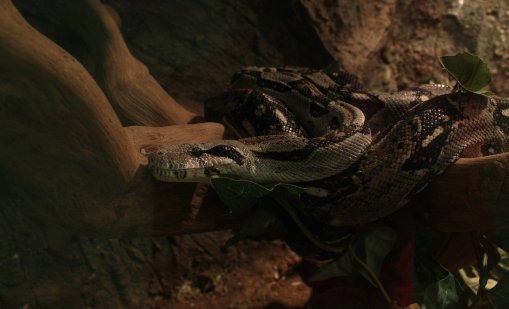  Прокуратурата започна разследване за мъж, отглеждал 200 пепелянки 