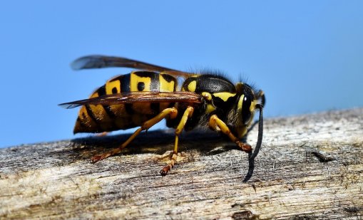Баща и син починаха след нападение на оси в Щатите