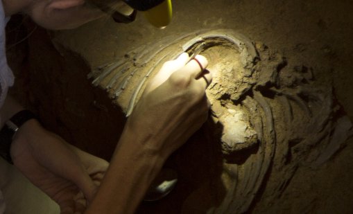 Откриха нови доказателства за селективен канибализъм сред неандерталците в Европа 