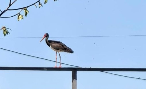 Черен щъркел беше заснет край Свиленград