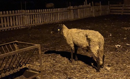 Българи опитали да изнесат незаконно 8 овце от Гърция в багажник