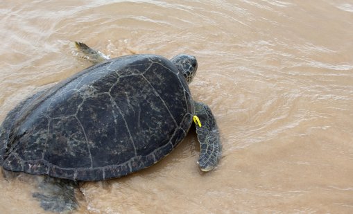 Морски костенурки все по-често хапят плувци във водите край гръцкия остров Крит