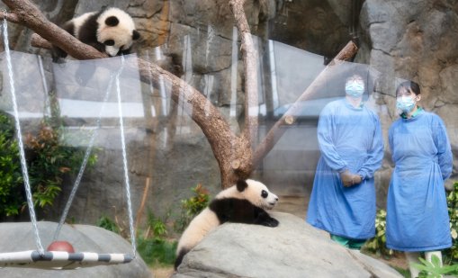 Франция се сбогува със звездните панди, които се връщат в Китай