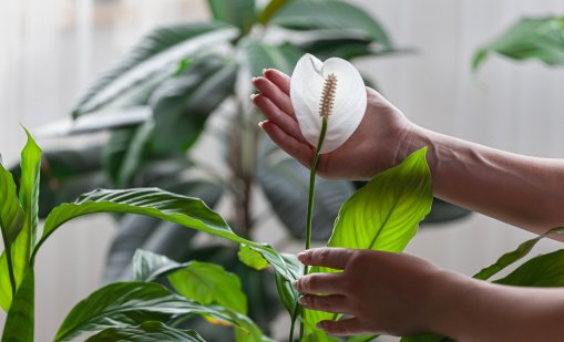 6 растения за положителна енергия в дома