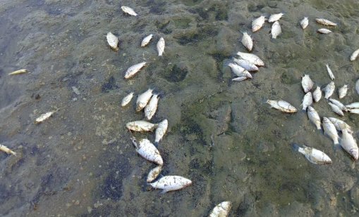 Мъж уморил 1,5 тона дъгова пъстърва на стойност 582 хил. евро