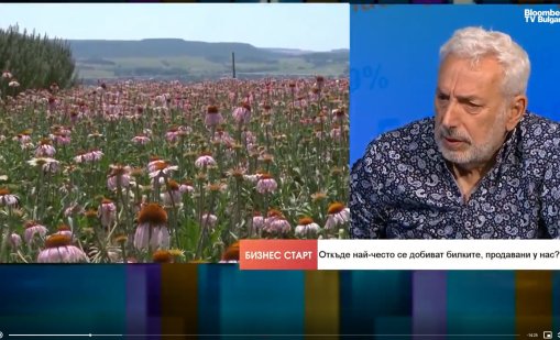 Около 70-80% от българските билки се изнасят, берачите у нас не достигат