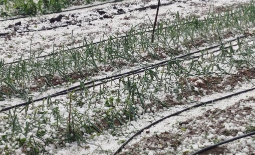 Градушка като орех удари севлиевски села, около Разград са без ток