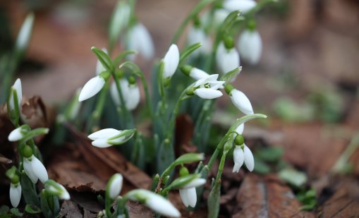 Януари 2026 г. е сред 5-те най-топли в историята въпреки студените вълни