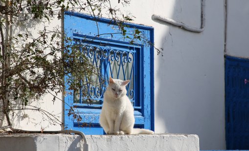 Какво символизира срещата с бяла котка?