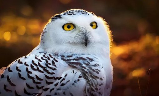 Сова, акула, хиена - защитиха още 40 животински вида 