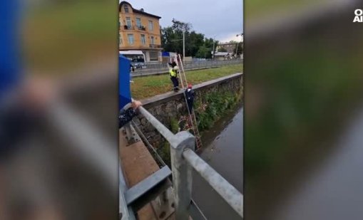 Пожарникари спасиха малко куче от бурята в София ВИДЕО