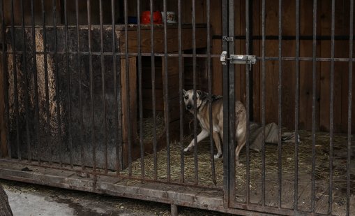 Руски удар порази приют за кучета, 13 са загинали