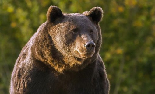 Мечка скалпира и изяде носа на македонец