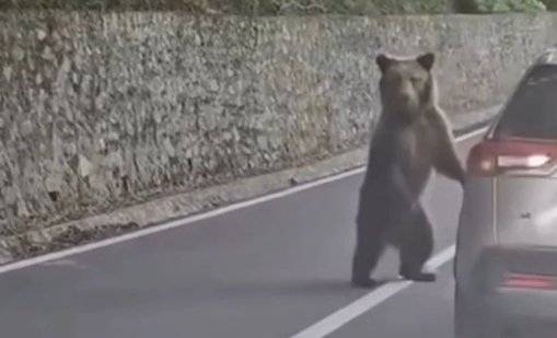 Достоен за "Дарвин": Мечка разкъса ръката на шеф в БФС в Румъния ВИДЕО