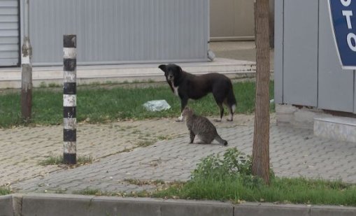Пак умишлено прегазено куче - този път Ричко в Ямбол