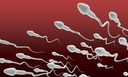 Сперматозоидите в Космоса: Вършат работа, но са по-объркани