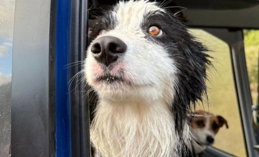 Запознайте се с Моли, кучето, което оцеля след падане от 55-метров водопад ВИДЕО