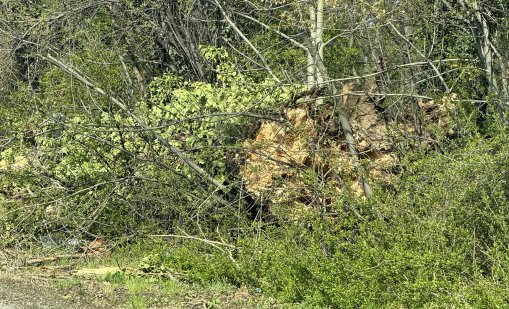 Мъж почина, затиснат от паднало дърво край село Извор махала