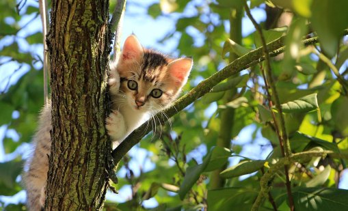 Обичате животни? На остров Сирос може да се грижите за над 3000 котки