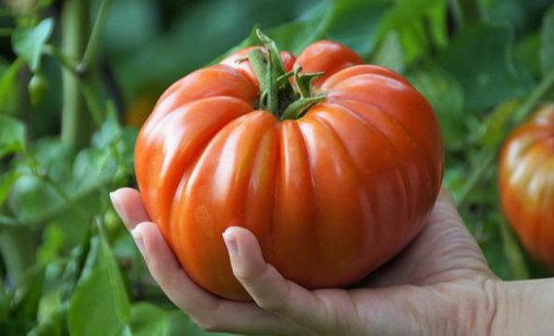 Първите румънски домати се появиха на цена близо 20 евро