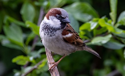 Крах на екосистемата: С 50% са намалели врабчетата в София