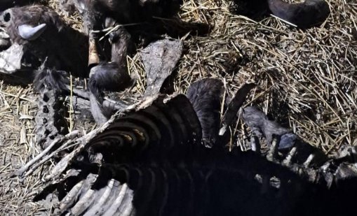 БАБХ потвърди случай на антракс в село край Силистра