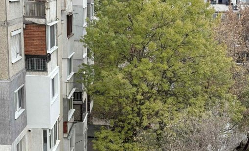Сигналите ви: Опасни дървета в София, някои надничат в домове