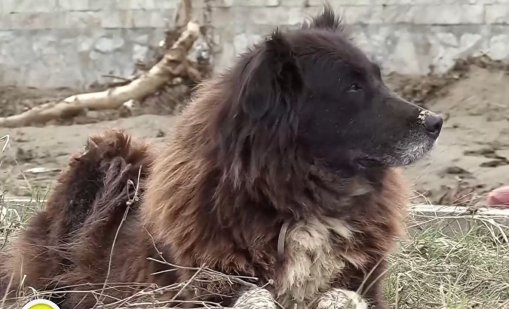 Бездомното куче Сара, което оцеля след потопа в "Елените"