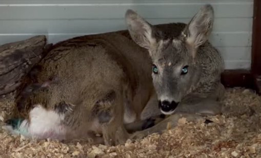 Нахапаният от хищници сръндак оцеля, пускат го на свобода днес ВИДЕО