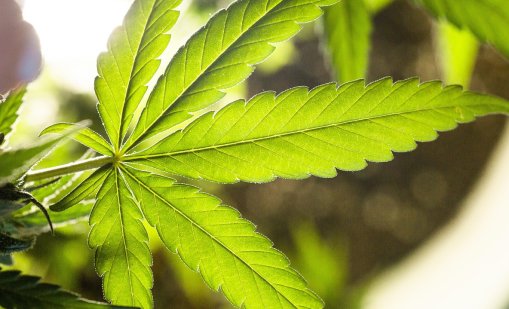 Учени разкриха реалните ползи и рискове на медицинския канабис