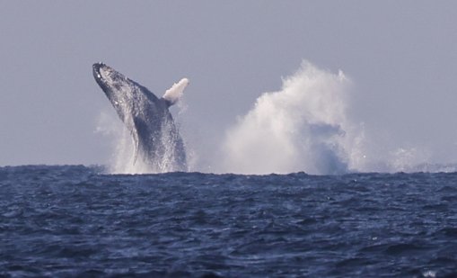 Откриха най-старите известни записи на песен на кит
