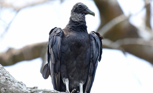 Отровиха черен лешояд в защитена зона до село Мандрица