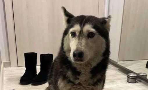 Ненад Цоневски, убил Мая, не е напуснал страната, наложиха му гаранция 