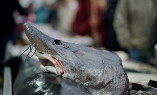 В кадър: Ден преди Никулден, опашки за риба на Женския пазар