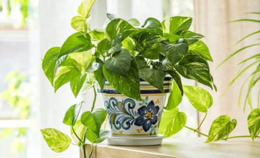 Кои растения подобряват въздуха в дома?