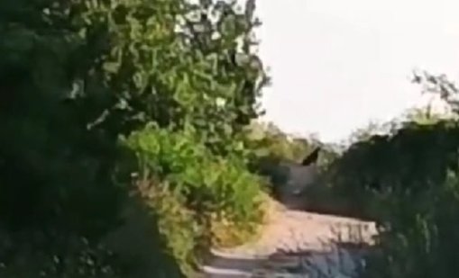 Появиха се кадри с пантерата, която кръстосва Шуменското плато ВИДЕО