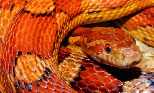 Змия с дължина 1,5 м бе извадена от двигател на автомобил 