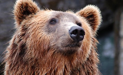 Мечка нахлу през триметрова ограда във ферма и разкъса 15 овце 
