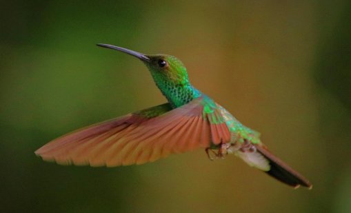 Дивите птици бързо мутират и колонизират човешките градове 