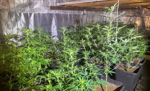 Полицията разби нова наркооранжерия във Варна