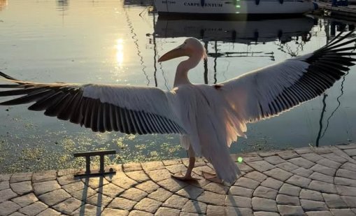 Пеликанът Стойчо е в неизвестност, къде изчезна? 