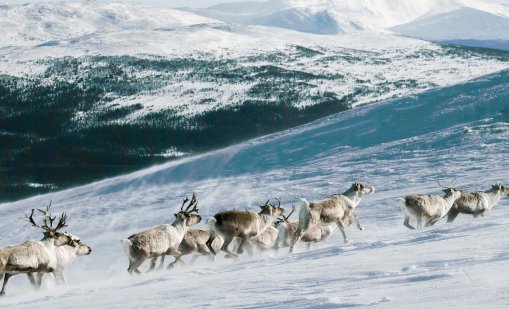 От ледена стая до стъклено иглу: Лапландия предлага истински северен лукс